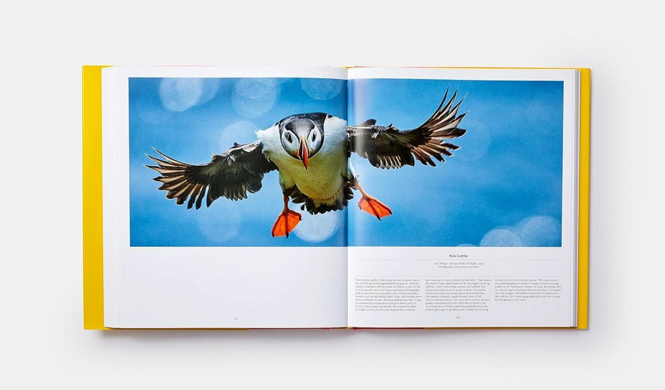 Bild: 9783038762850 | BIRDS - Die Welt der Vögel | Ein Ausflug in die gefiederte Welt | Buch