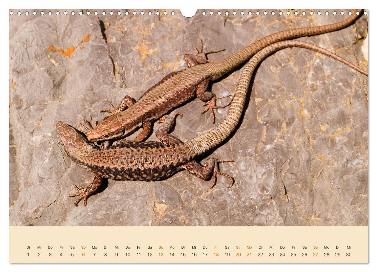 Bild: 9783435099108 | Eidechsen Europas (Wandkalender 2025 DIN A3 quer), CALVENDO...