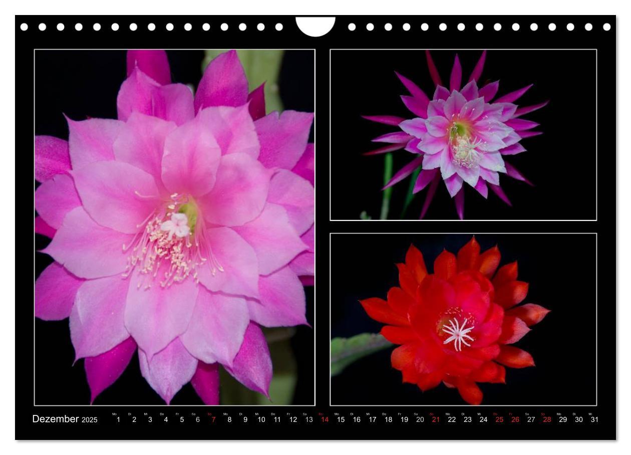 Bild: 9783435637171 | Epiphyllum-Hybriden (Wandkalender 2025 DIN A4 quer), CALVENDO...