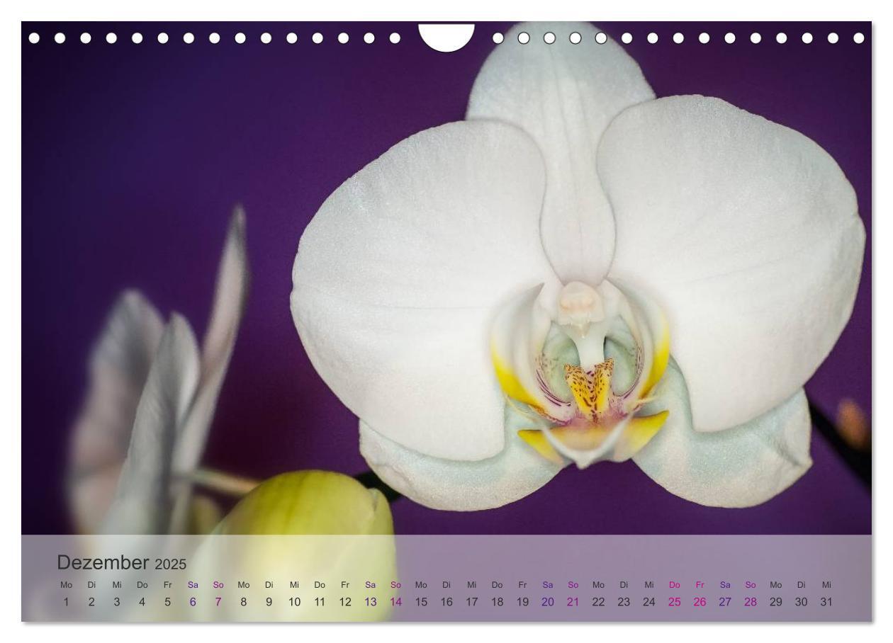 Bild: 9783435689750 | Phalaenopsis - die zauberhafte Welt der Orchideen (Wandkalender...