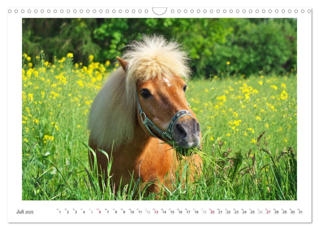 Bild: 9783435694525 | Der Pferdekalender (Wandkalender 2025 DIN A3 quer), CALVENDO...