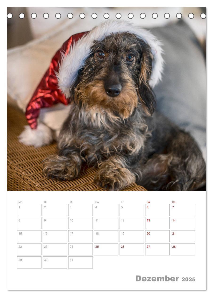 Bild: 9783435972951 | Dackelportraits (Tischkalender 2025 DIN A5 hoch), CALVENDO...