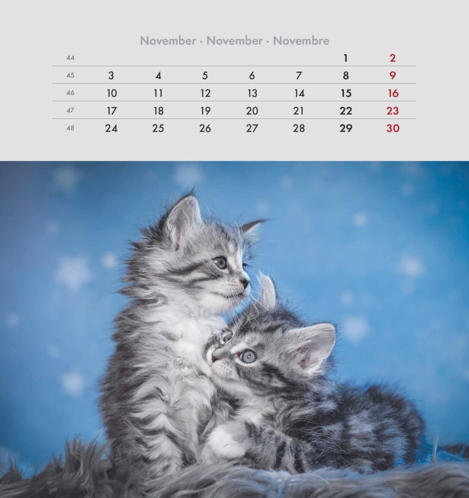 Bild: 4251732342296 | Alpha Edition - Schmusekatzen 2025 Postkartenkalender, 16x17cm,...