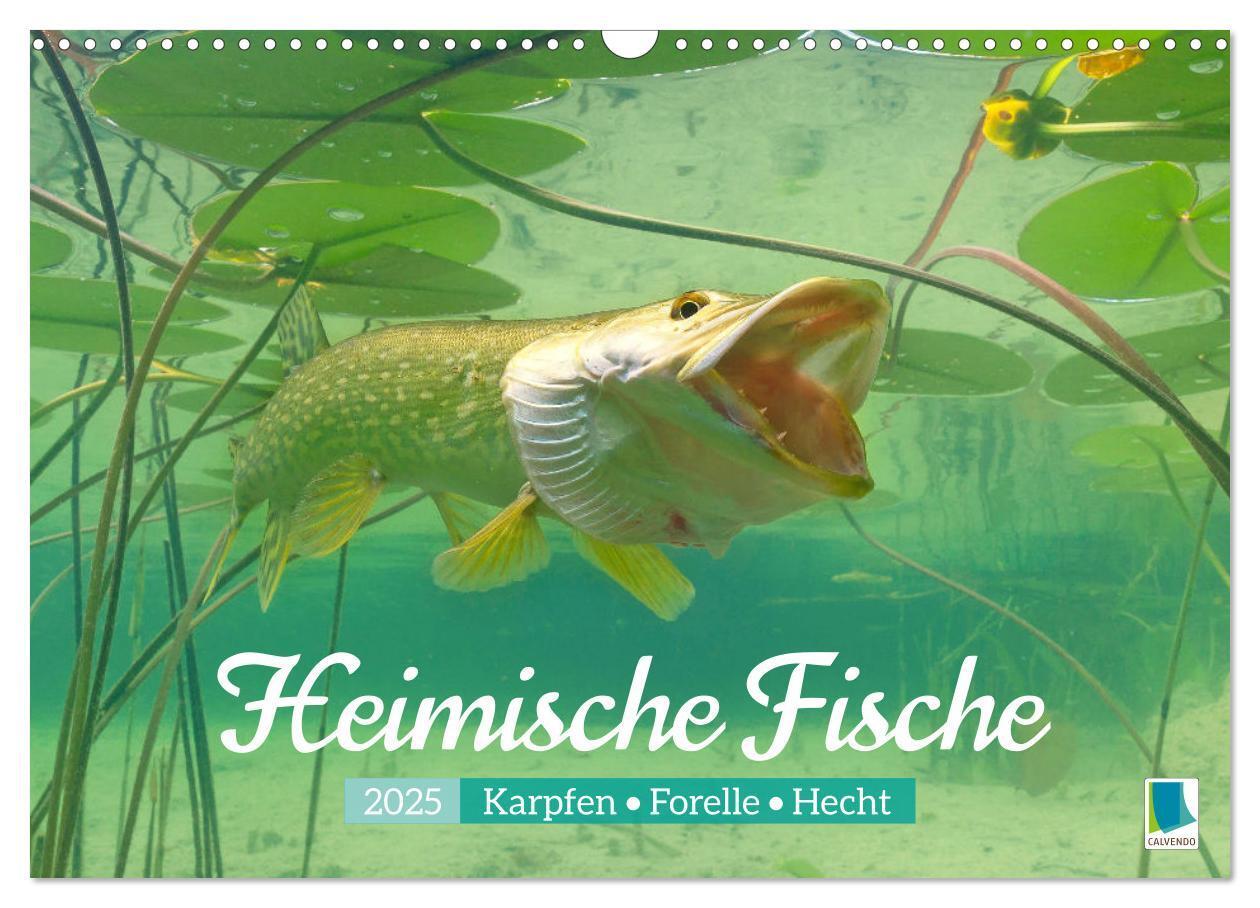 Cover: 9783457180549 | Heimische Fische: Karpfen, Forelle, Hecht (Wandkalender 2025 DIN A3...