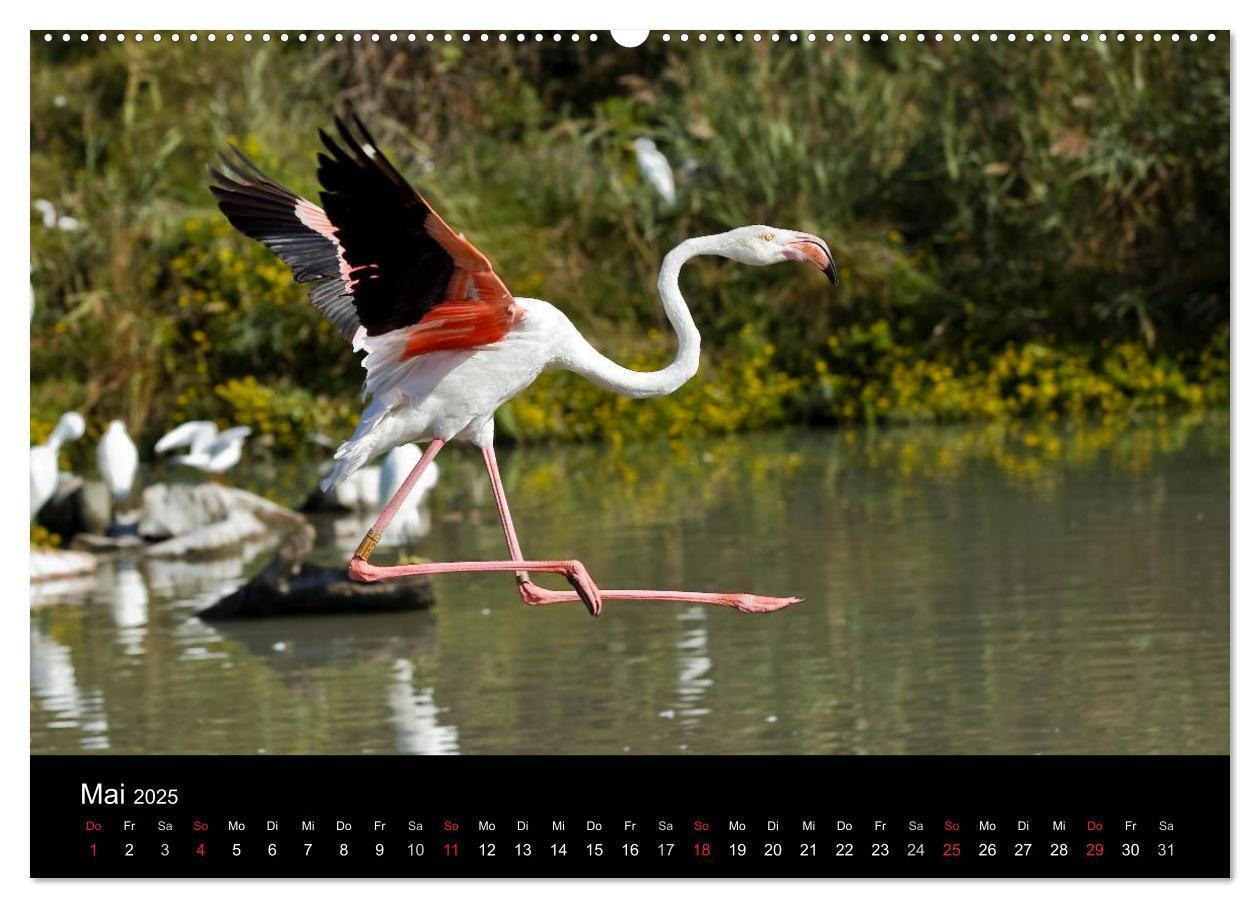 Bild: 9783435674473 | Flamingos der Camargue 2025 (Wandkalender 2025 DIN A2 quer),...