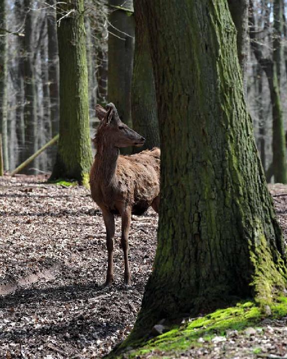 Bild: 9783966642989 | Schnelle Wildgerichte - Das Wild Kochbuch | Markus Bitzen | Buch