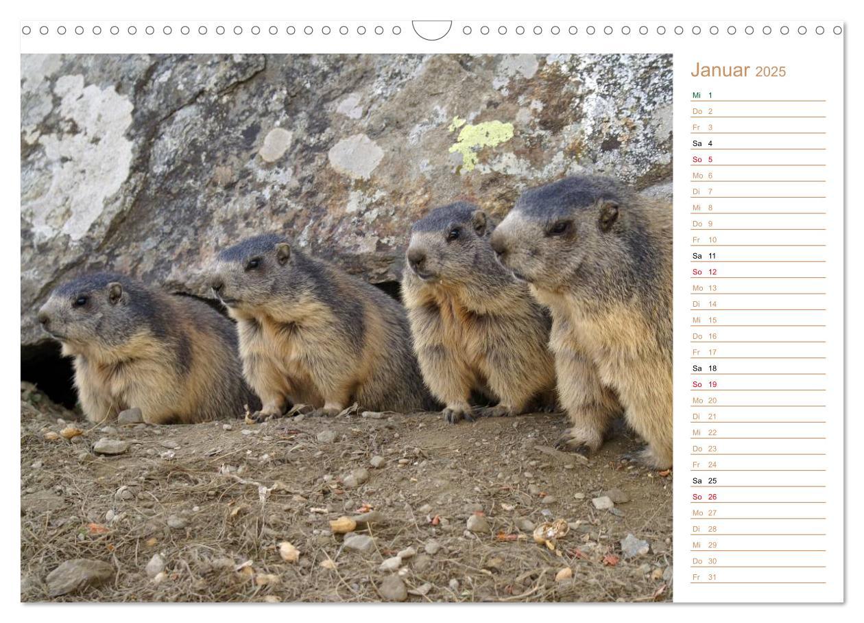 Bild: 9783435512027 | Wildlife - Verspielte Murmeltiere (Wandkalender 2025 DIN A3 quer),...