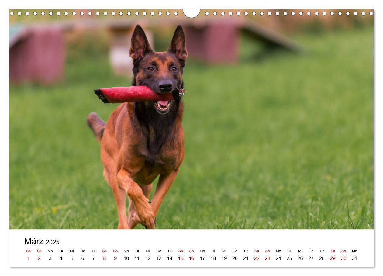 Bild: 9783435340019 | Malinois - Wahnsinn auf vier Pfoten (Wandkalender 2025 DIN A3...