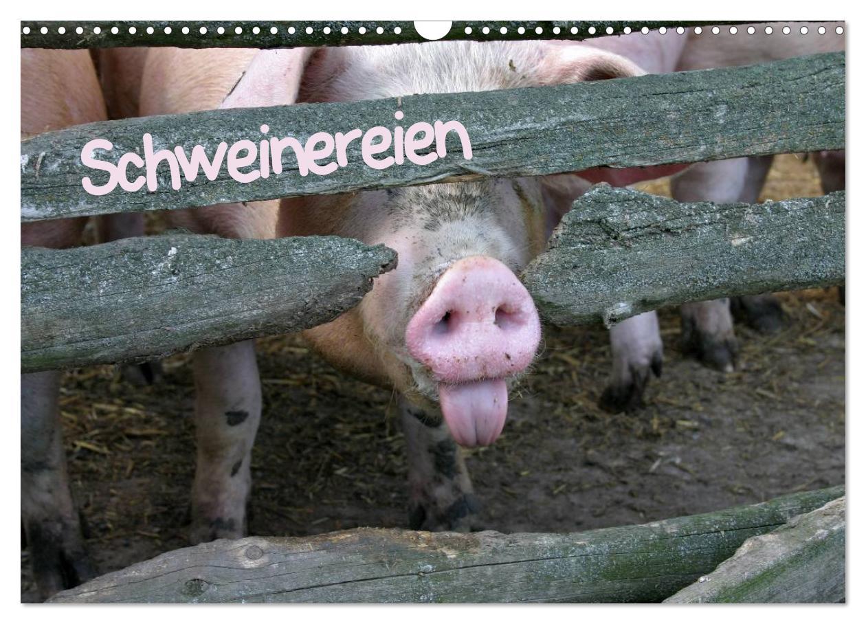 Cover: 9783435838509 | Schweinereien (Wandkalender 2025 DIN A3 quer), CALVENDO Monatskalender