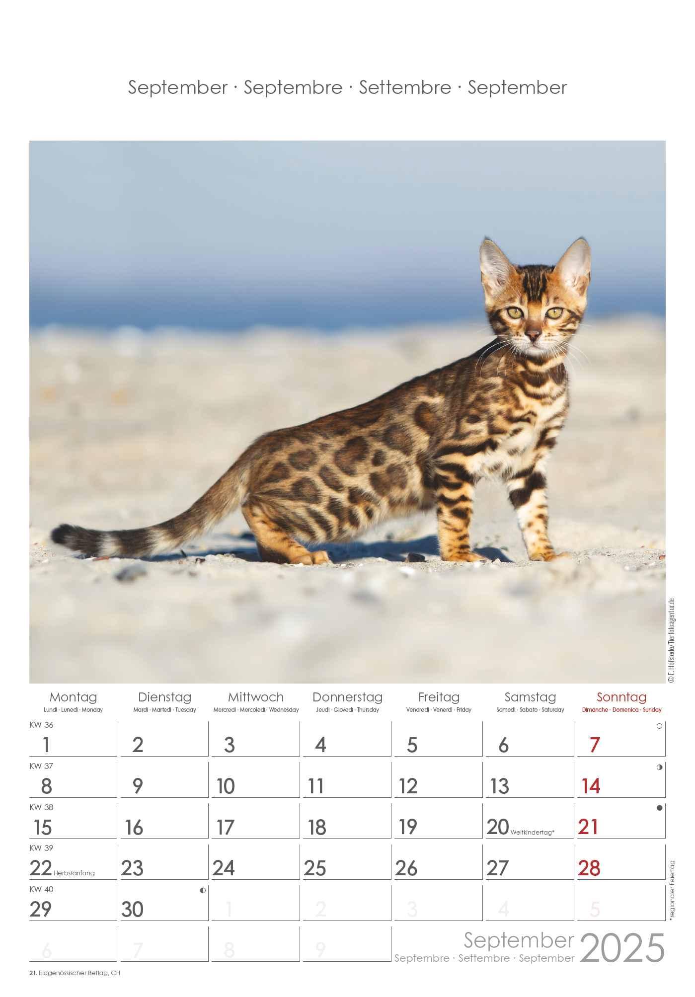 Bild: 4251732341015 | Katzen 2025 - Bildkalender 23,7x34 cm - Kalender mit Platz für...