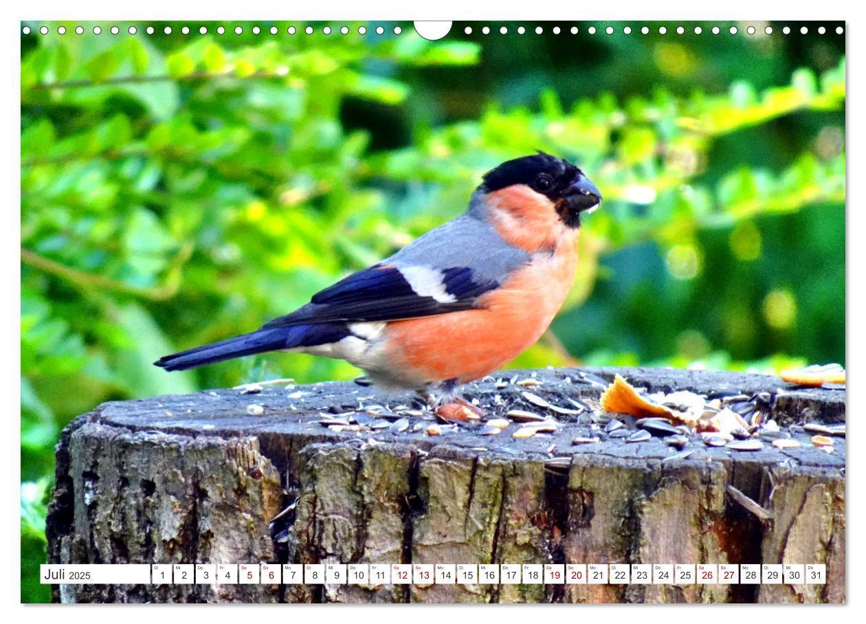 Bild: 9783457160305 | Herr und Frau Gimpel - Stammgäste im Garten (Wandkalender 2025 DIN...