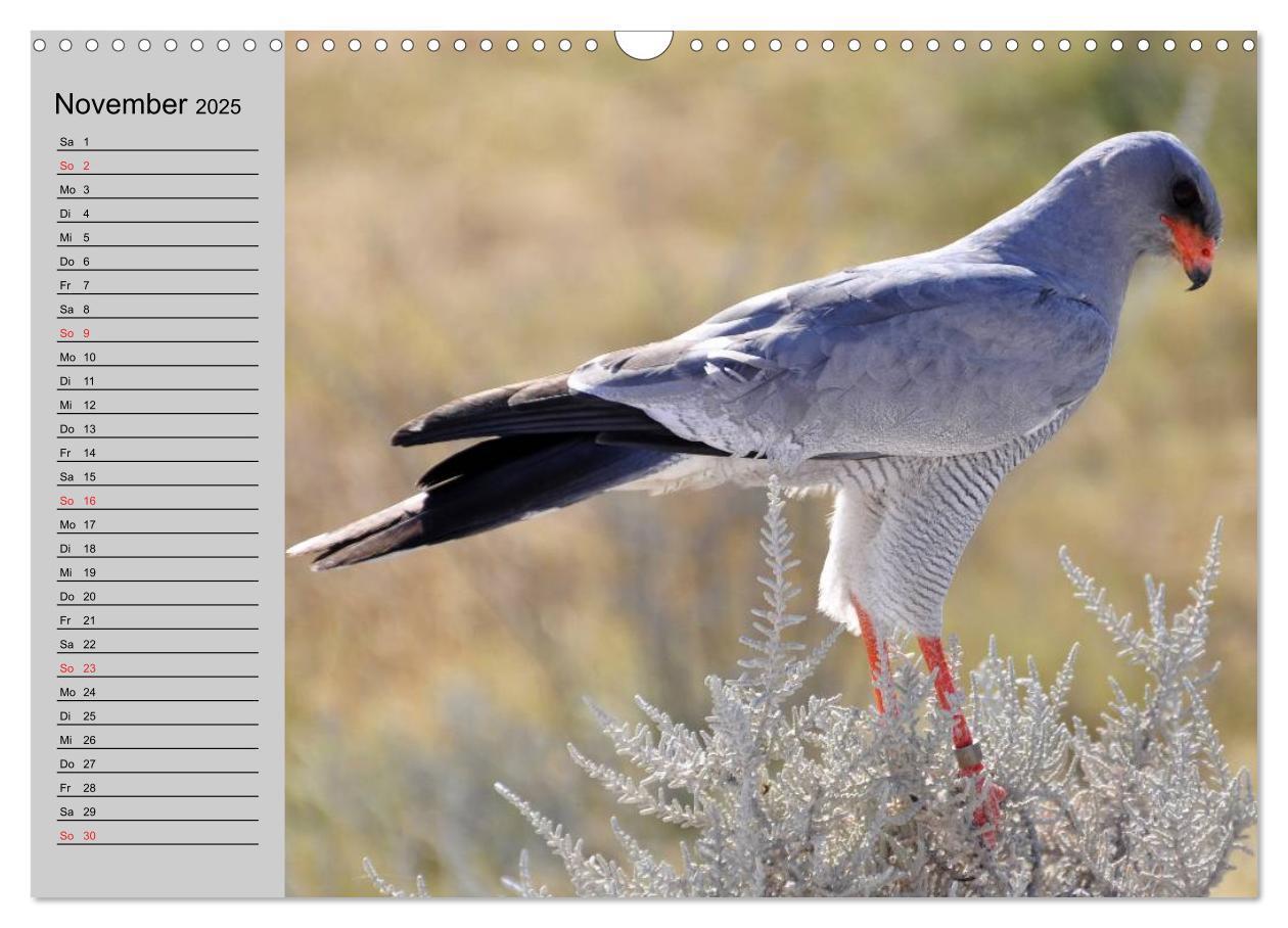 Bild: 9783435549085 | Falken und Greifvögel - Edle Jäger (Wandkalender 2025 DIN A3 quer),...