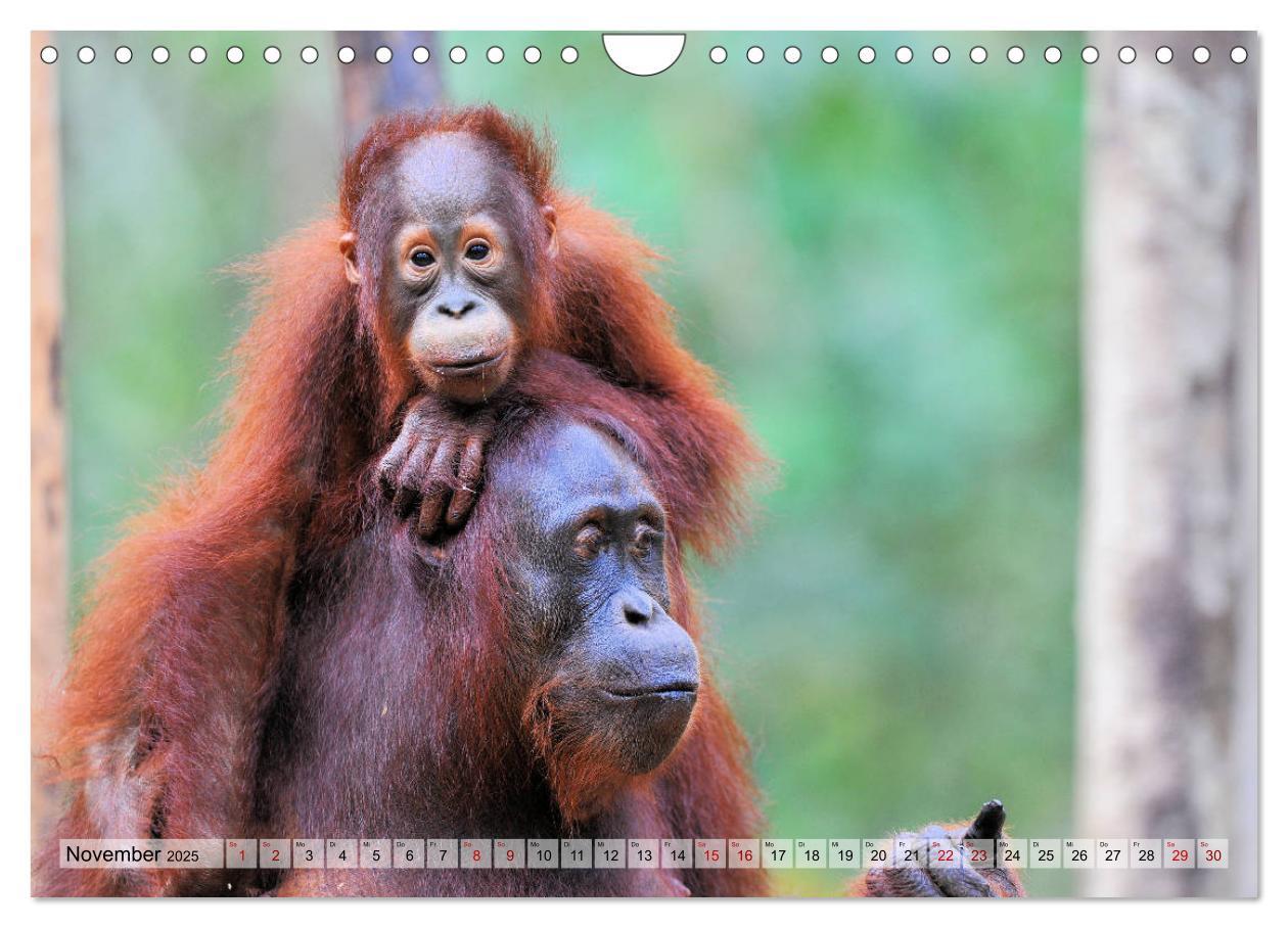 Bild: 9783435228133 | Orang Utans: Zu Besuch im Regenwald (Wandkalender 2025 DIN A4...