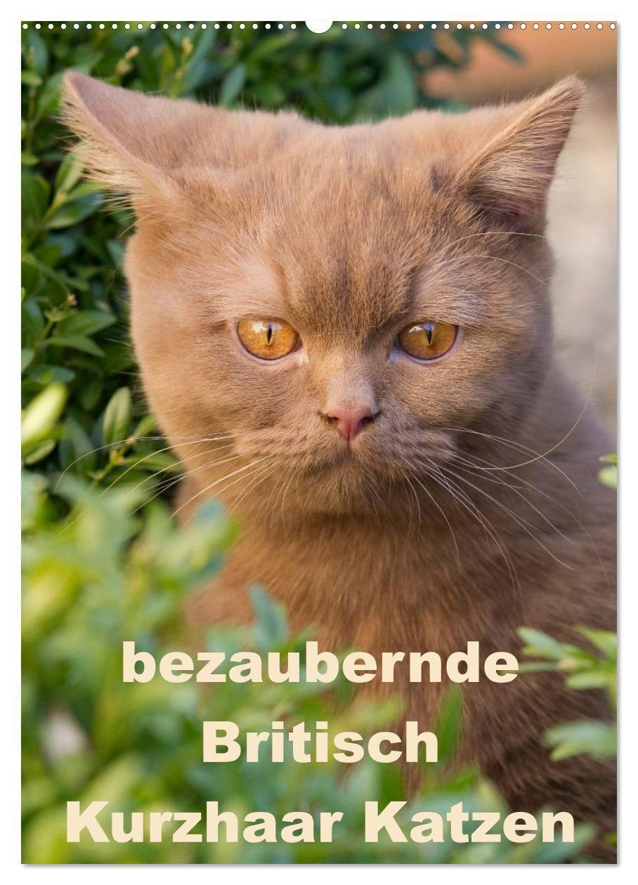 Cover: 9783457072998 | bezaubernde Britisch Kurzhaar Katzen (Wandkalender 2025 DIN A2...