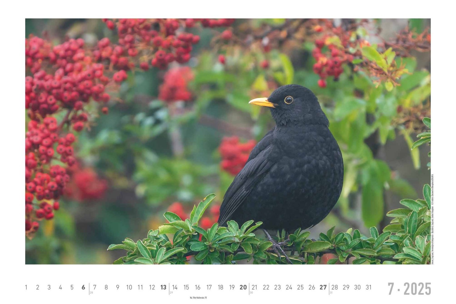 Bild: 4251732342197 | Lebensraum Wald 2025 - Bildkalender 49,5x33 cm - Tiere und Pflanzen...