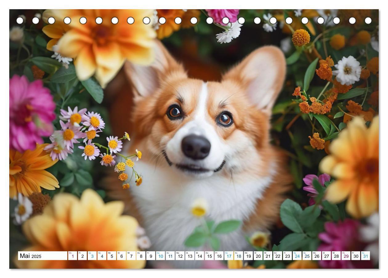 Bild: 9783383776137 | Happy Corgis (Tischkalender 2025 DIN A5 quer), CALVENDO Monatskalender