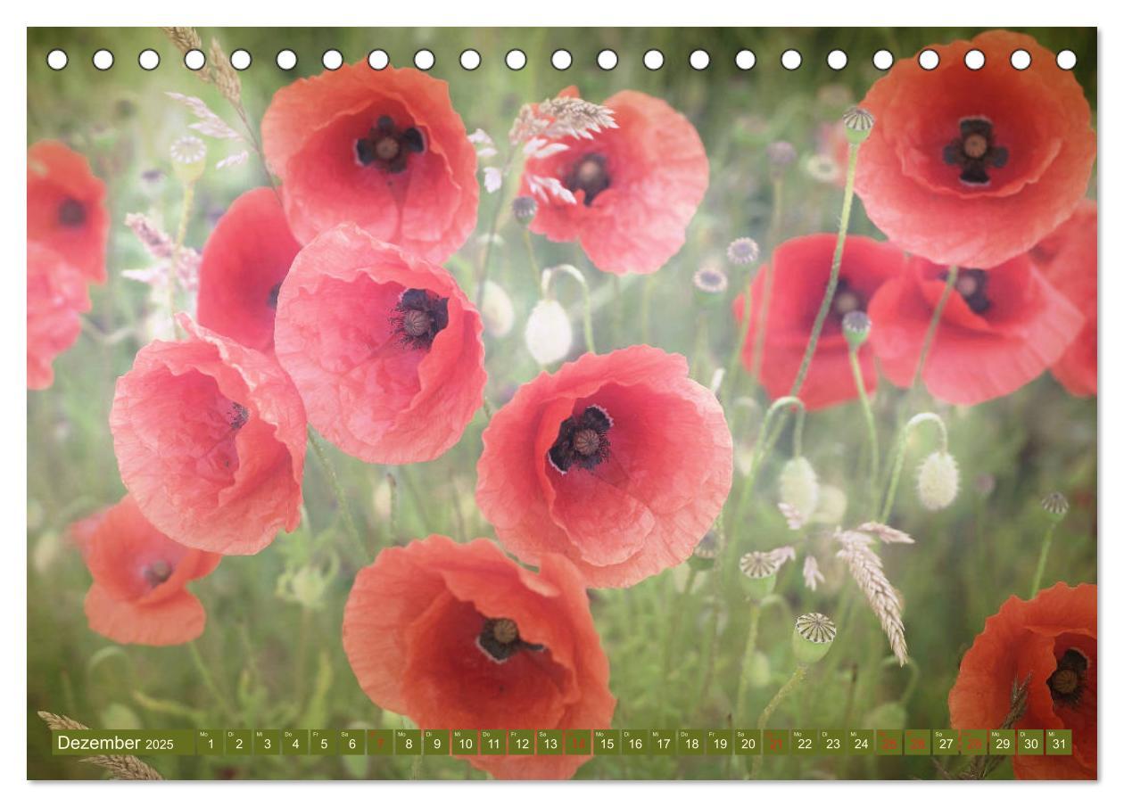 Bild: 9783435286867 | Mohnblumen - Fotografie mit Magie (Tischkalender 2025 DIN A5 quer),...