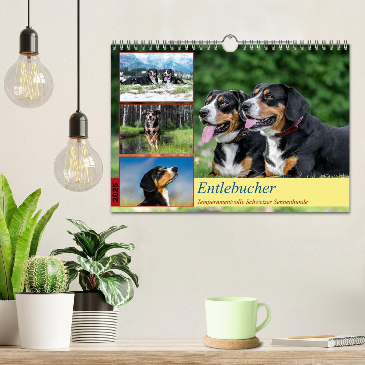 Bild: 9783457198957 | Entlebucher - Temperamentvolle Schweizer Sennenhunde (Wandkalender...