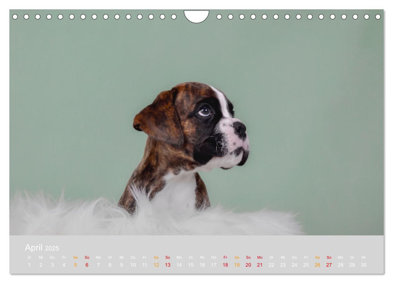 Bild: 9783457226100 | Boxer Welpen einfach zuckersüß (Wandkalender 2025 DIN A4 quer),...