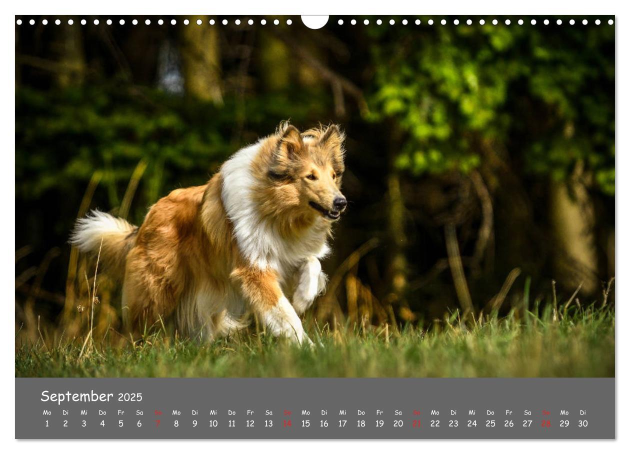 Bild: 9783435314089 | Einmal Collie - immer Collie (Wandkalender 2025 DIN A3 quer),...