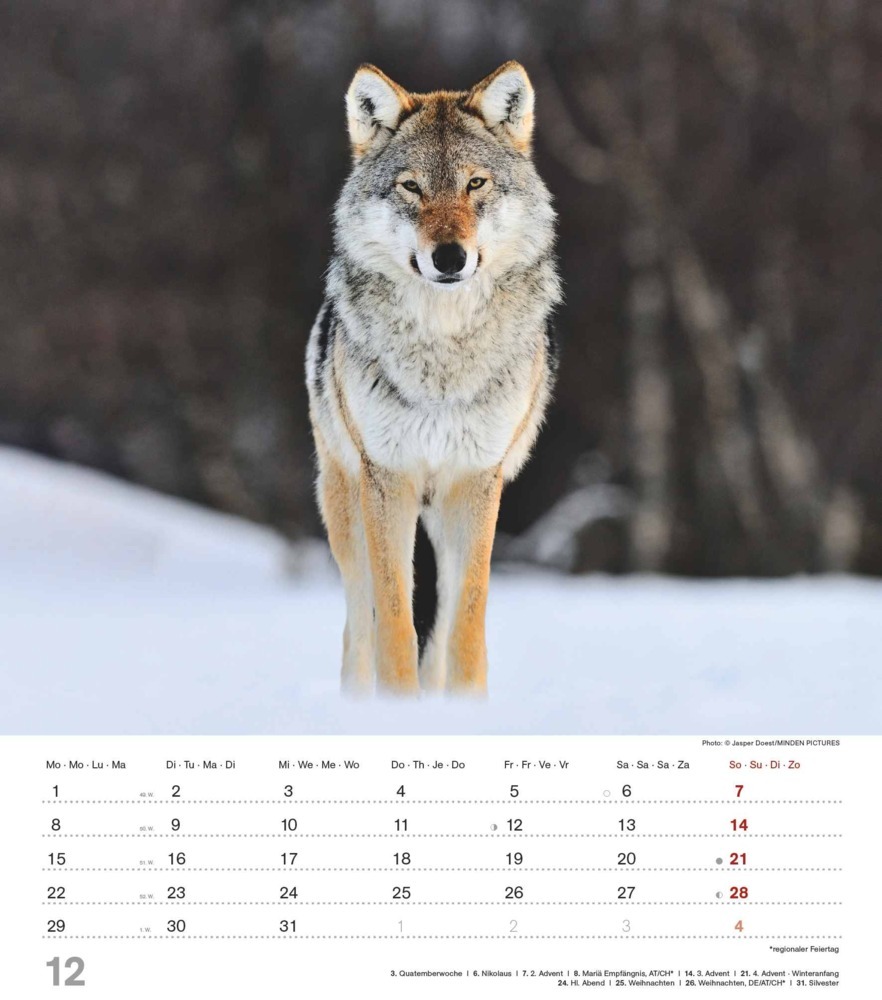 Bild: 4251732342166 | Alpha Edition - Mythos Wolf 2025 Bildkalender, 30,x34cm, Kalender...