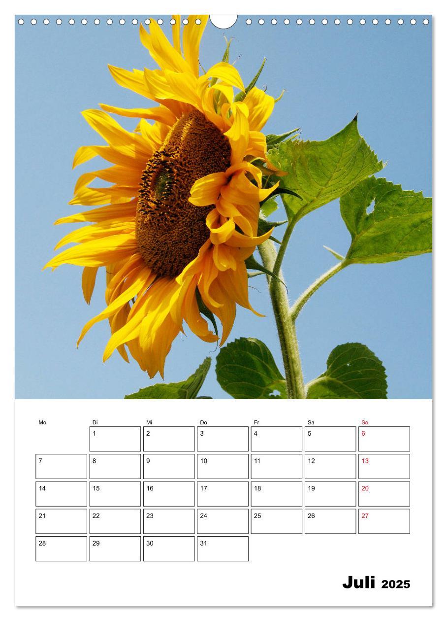 Bild: 9783435970483 | Leuchtende Sonnenblumen (Wandkalender 2025 DIN A3 hoch), CALVENDO...