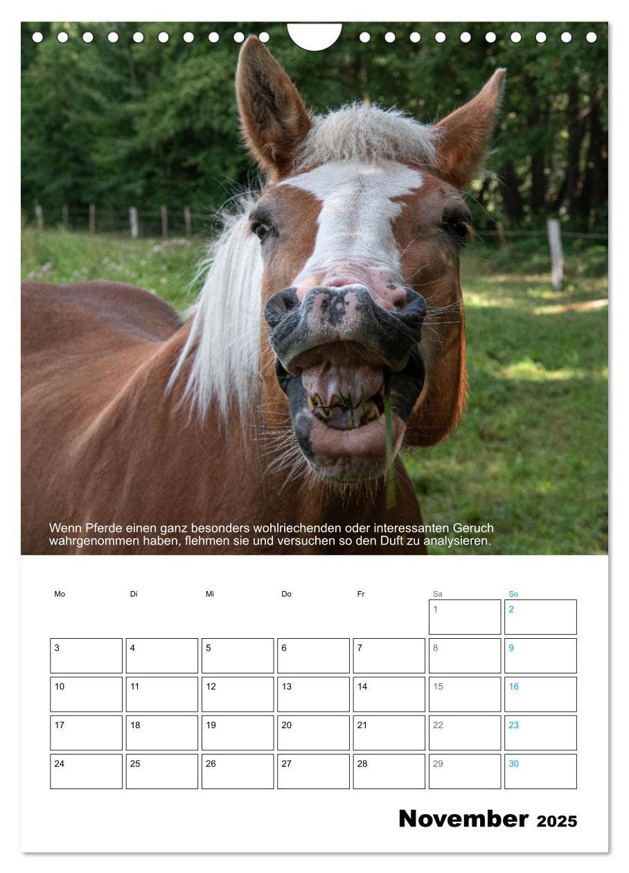 Bild: 9783435943203 | Liebenswerte Landtiere (Wandkalender 2025 DIN A4 hoch), CALVENDO...