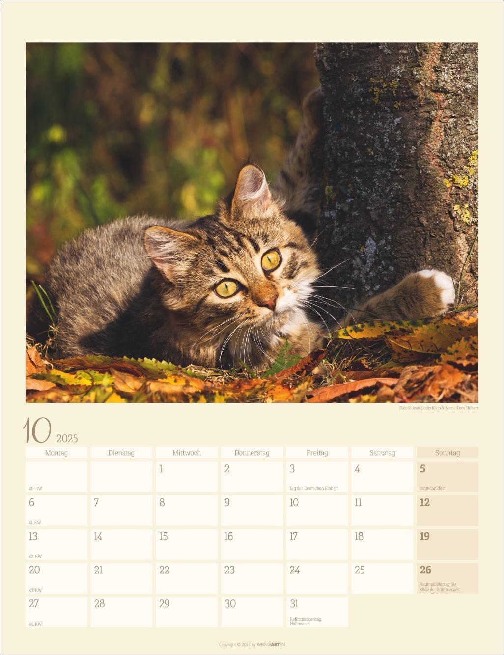 Bild: 9783839900505 | Katzen auf dem Lande Kalender 2025 | Kalender | Spiralbindung | 14 S.