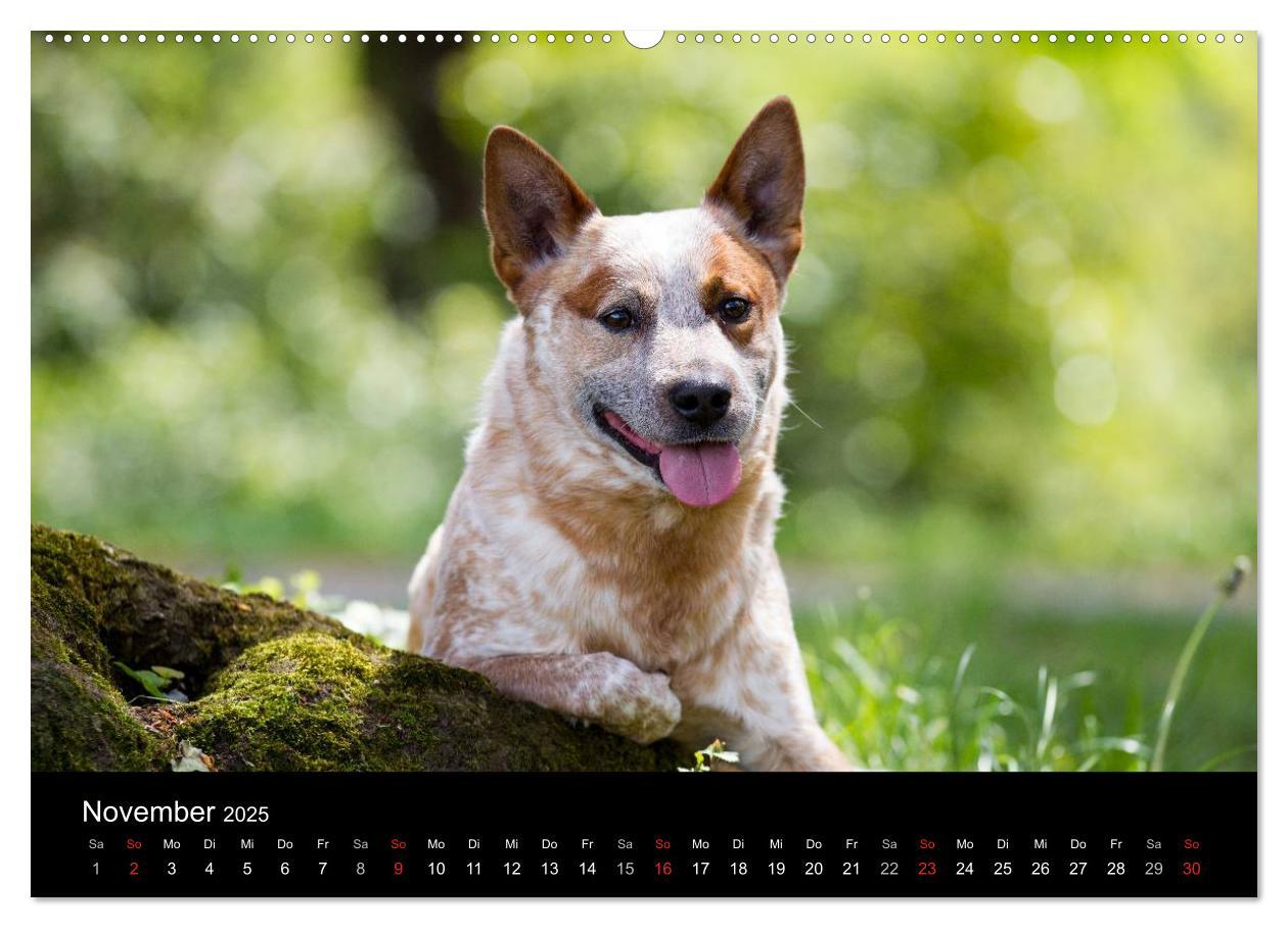 Bild: 9783435462902 | Australian Cattle Dogs zwischen Kunst und Kultur (Wandkalender 2025...