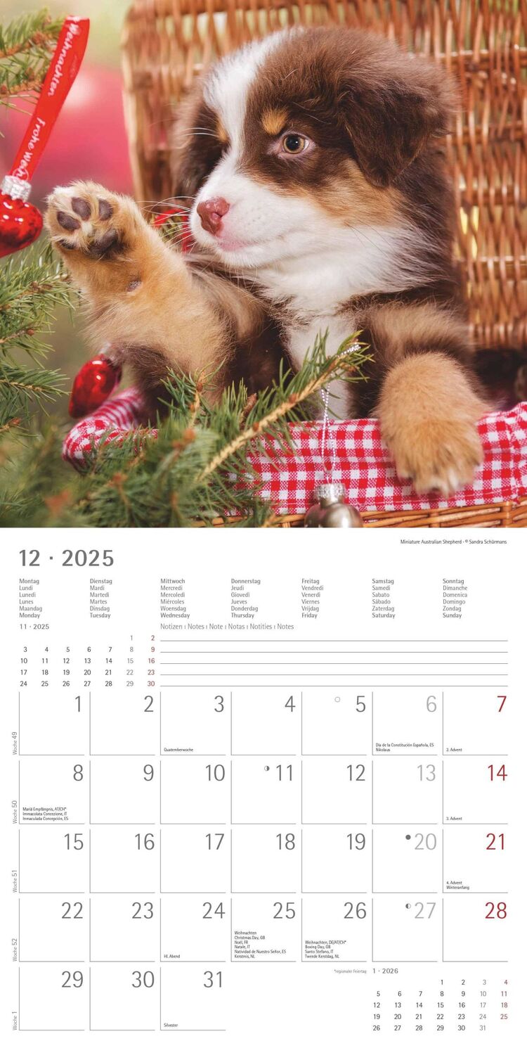 Bild: 4251732340667 | Welpen 2025 - Broschürenkalender 30x30 cm (30x60 geöffnet) -...