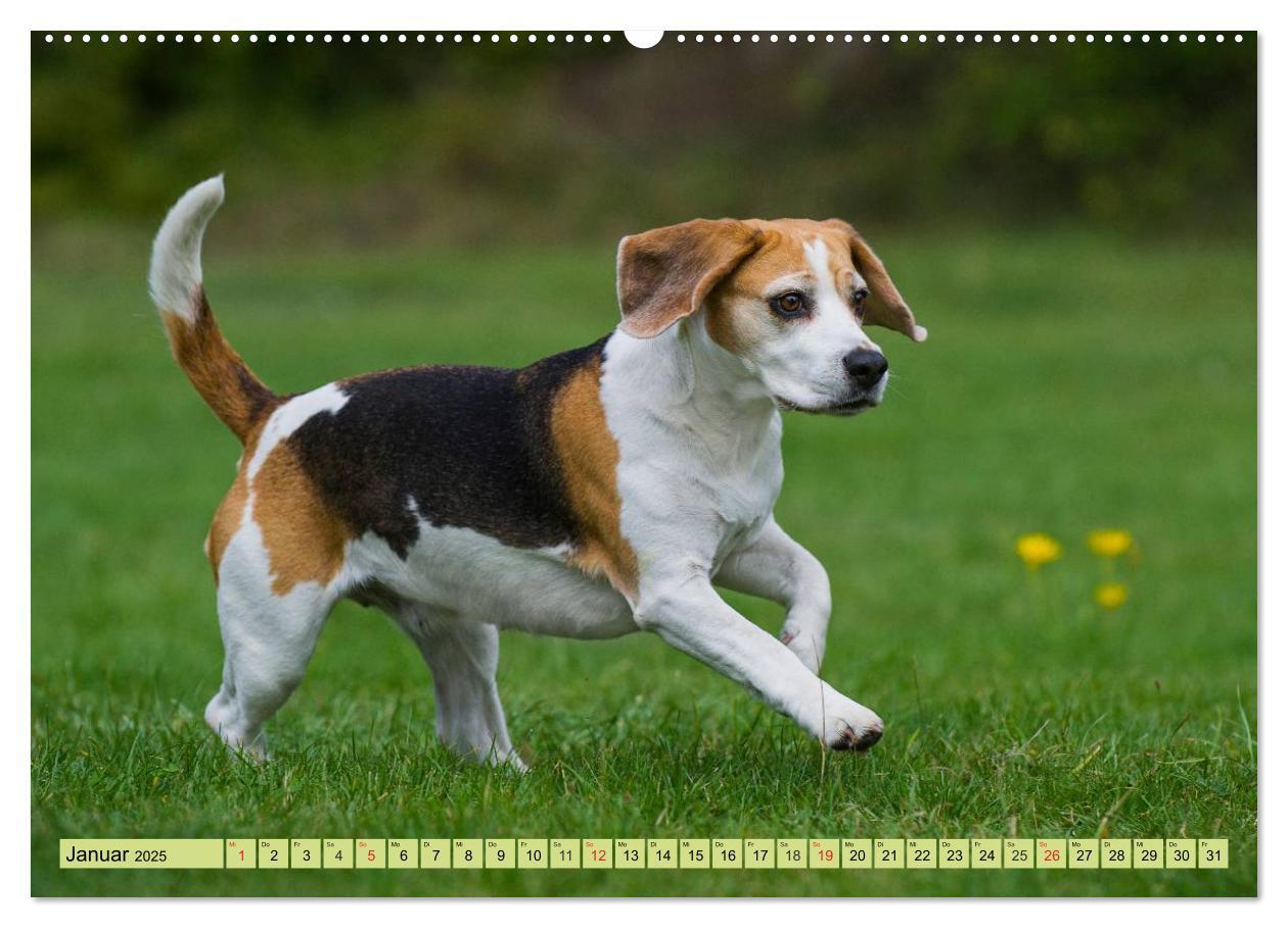 Bild: 9783435573707 | Beagle - Herz auf 4 Pfoten (hochwertiger Premium Wandkalender 2025...