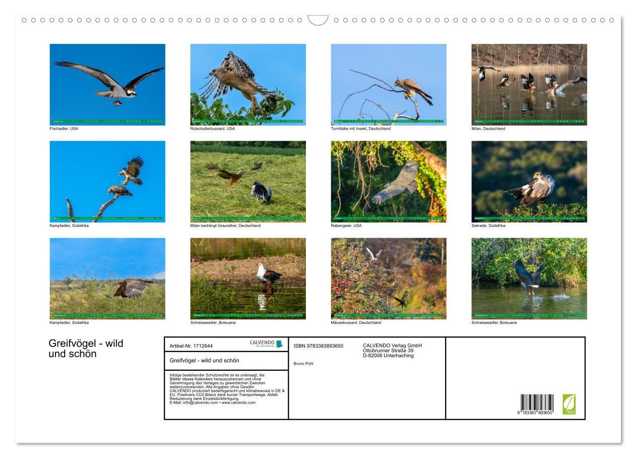 Bild: 9783383893650 | Greifvögel - wild und schön (Wandkalender 2025 DIN A2 quer),...