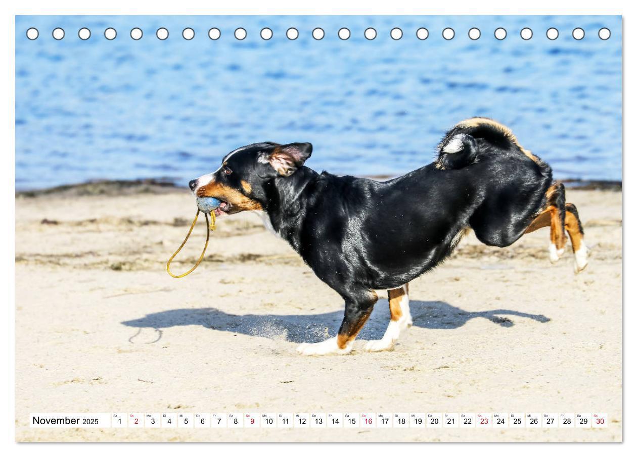 Bild: 9783435331550 | Appenzeller Sennenhunde (Tischkalender 2025 DIN A5 quer), CALVENDO...