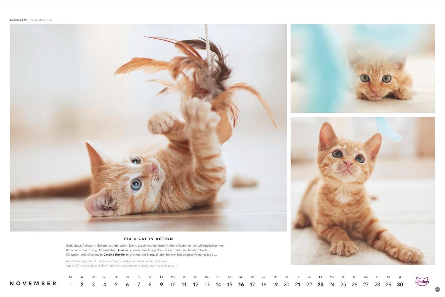 Bild: 9783756404971 | Whiskas Katzenkalender 2025 | Heye | Kalender | Spiralbindung | 14 S.