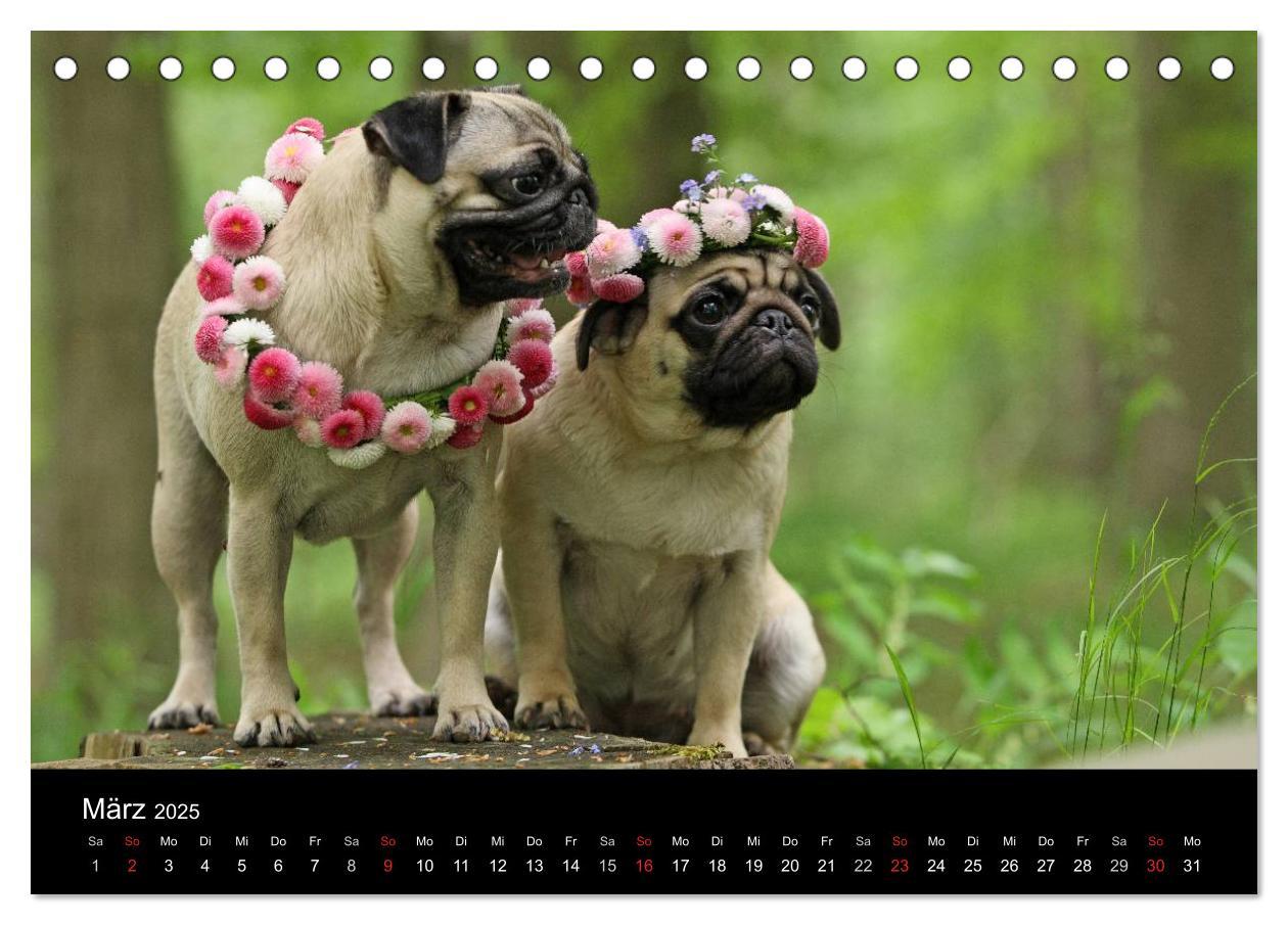 Bild: 9783435768424 | Der MOPS-Kalender (Tischkalender 2025 DIN A5 quer), CALVENDO...