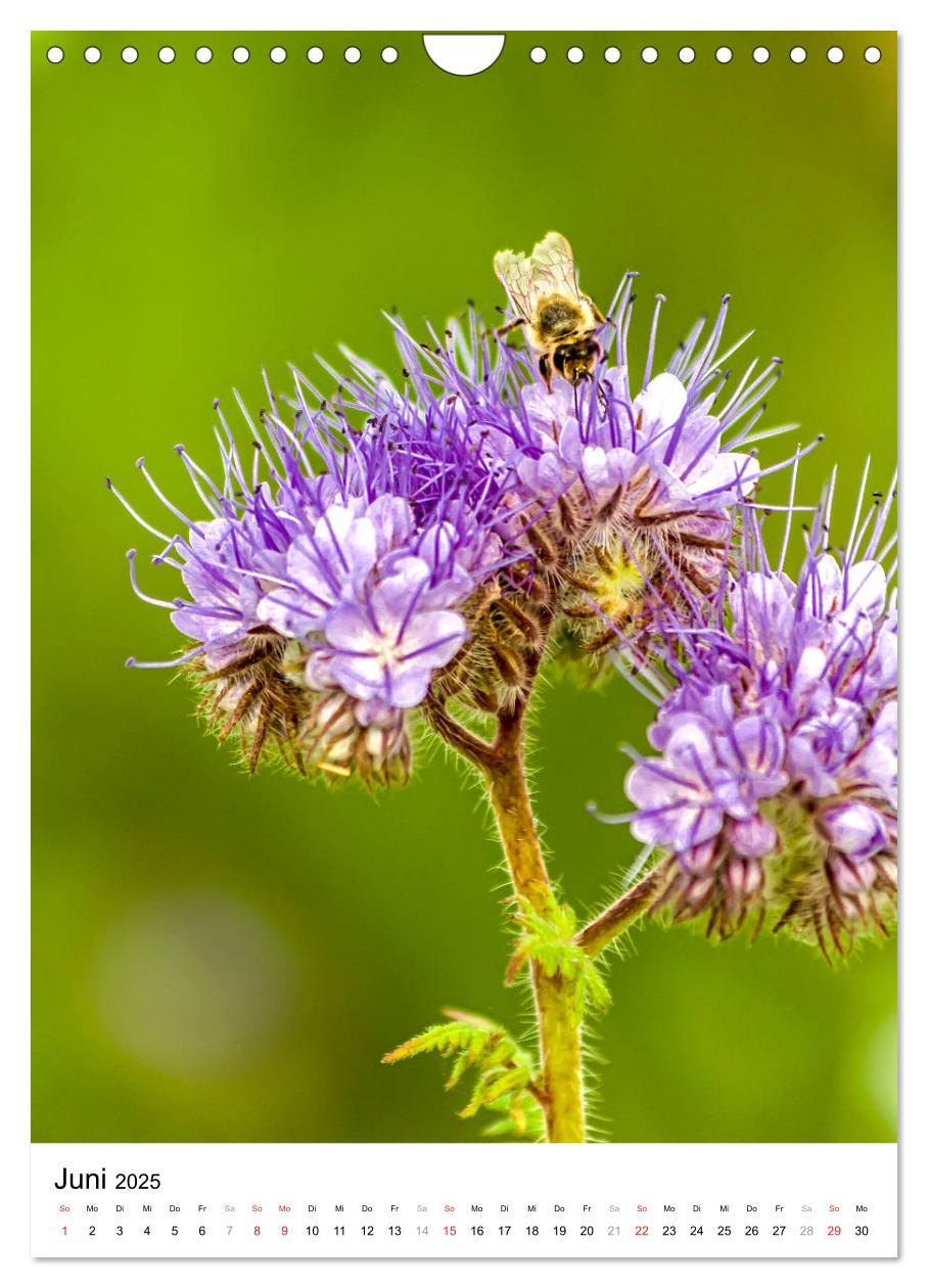 Bild: 9783435966653 | BIENEN - Kleine Nützlinge ganz nah (Wandkalender 2025 DIN A4 hoch),...