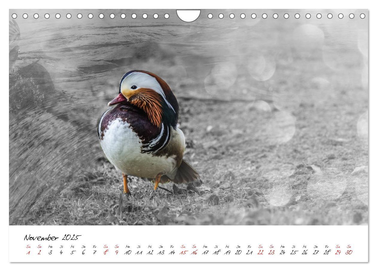 Bild: 9783435365418 | Abenteuer einer Mandarinente (Wandkalender 2025 DIN A4 quer),...