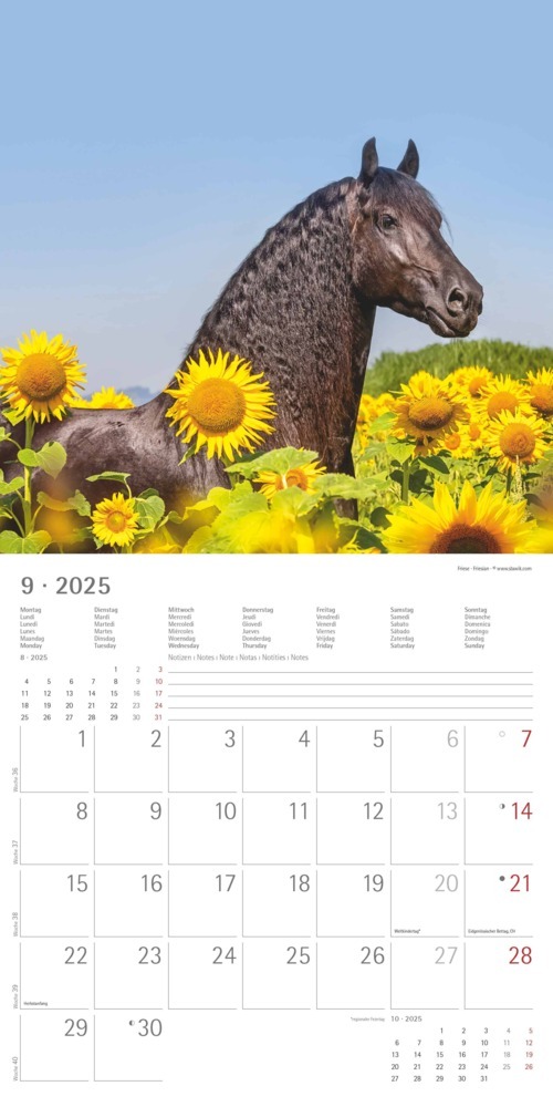 Bild: 4251732340704 | Pferde 2025 - Broschürenkalender 30x30 cm (30x60 geöffnet) -...