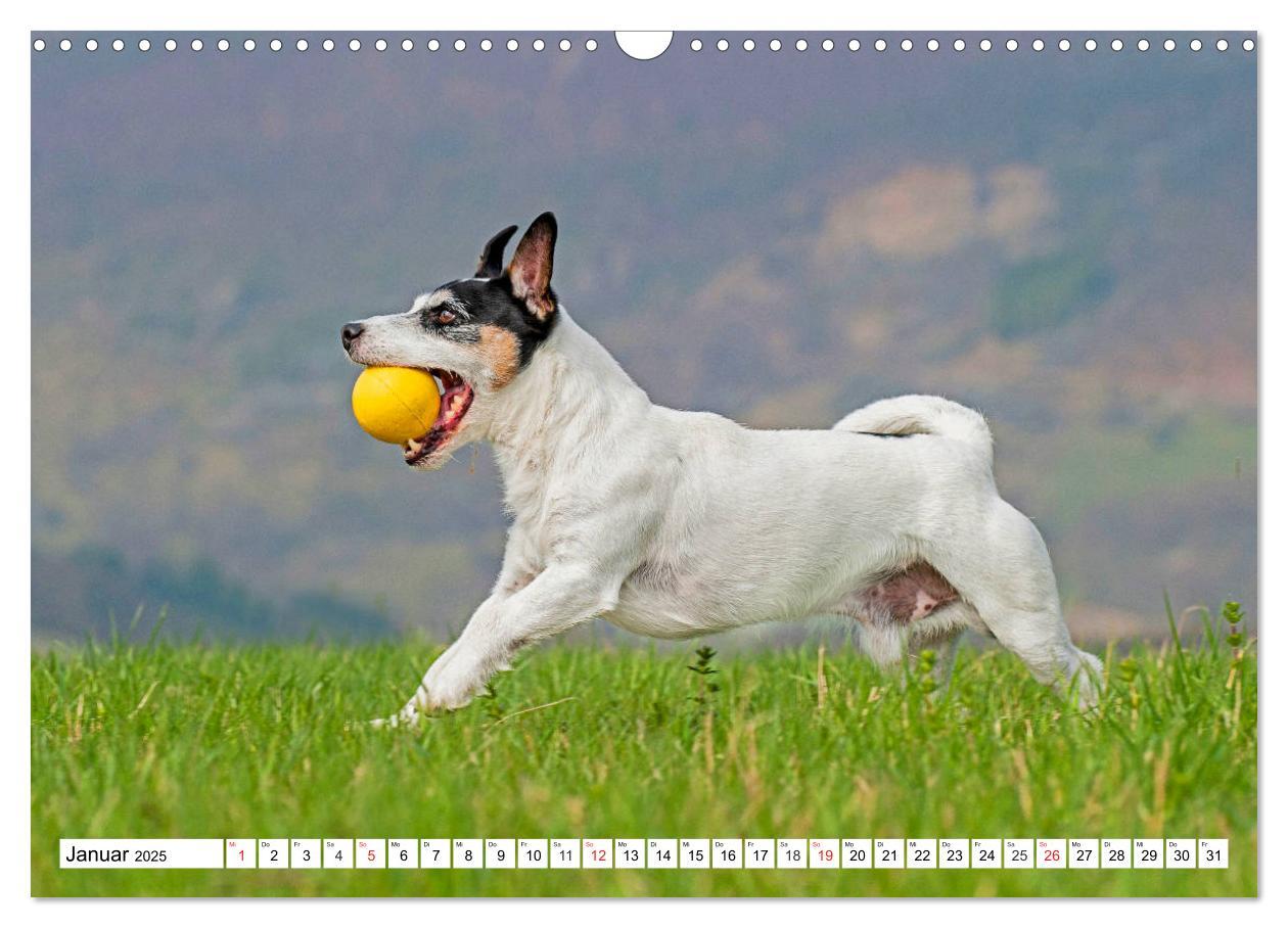 Bild: 9783435250462 | 100000 Volt auf vier Pfoten - Jack und Parson Russell Terrier...