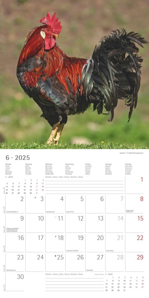 Bild: 4251732344306 | Alpha Edition - Hühner 2025 Broschürenkalender, 30x30cm, Kalender...