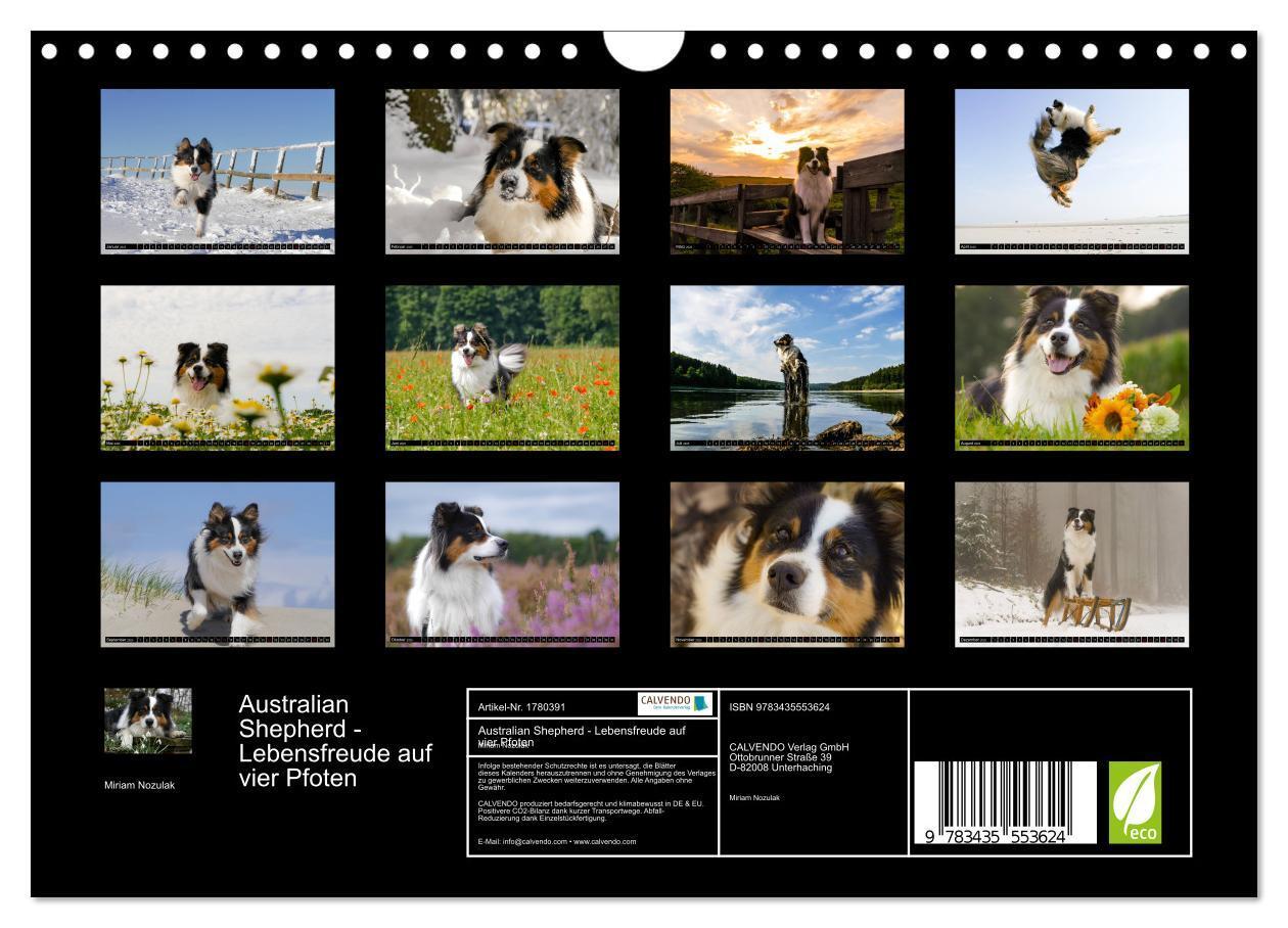 Bild: 9783435553624 | Australian Shepherd - Lebensfreude auf vier Pfoten (Wandkalender...