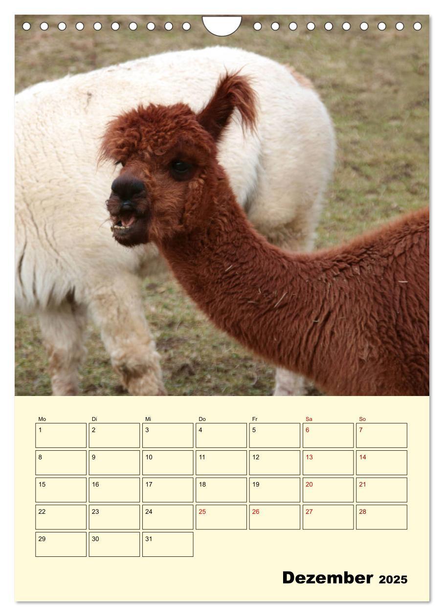 Bild: 9783435962839 | Alpakas erleben (Wandkalender 2025 DIN A4 hoch), CALVENDO...