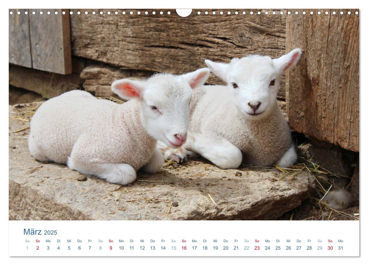 Bild: 9783435494064 | Tierisches Leben auf dem Bauernhof 2025 (Wandkalender 2025 DIN A3...