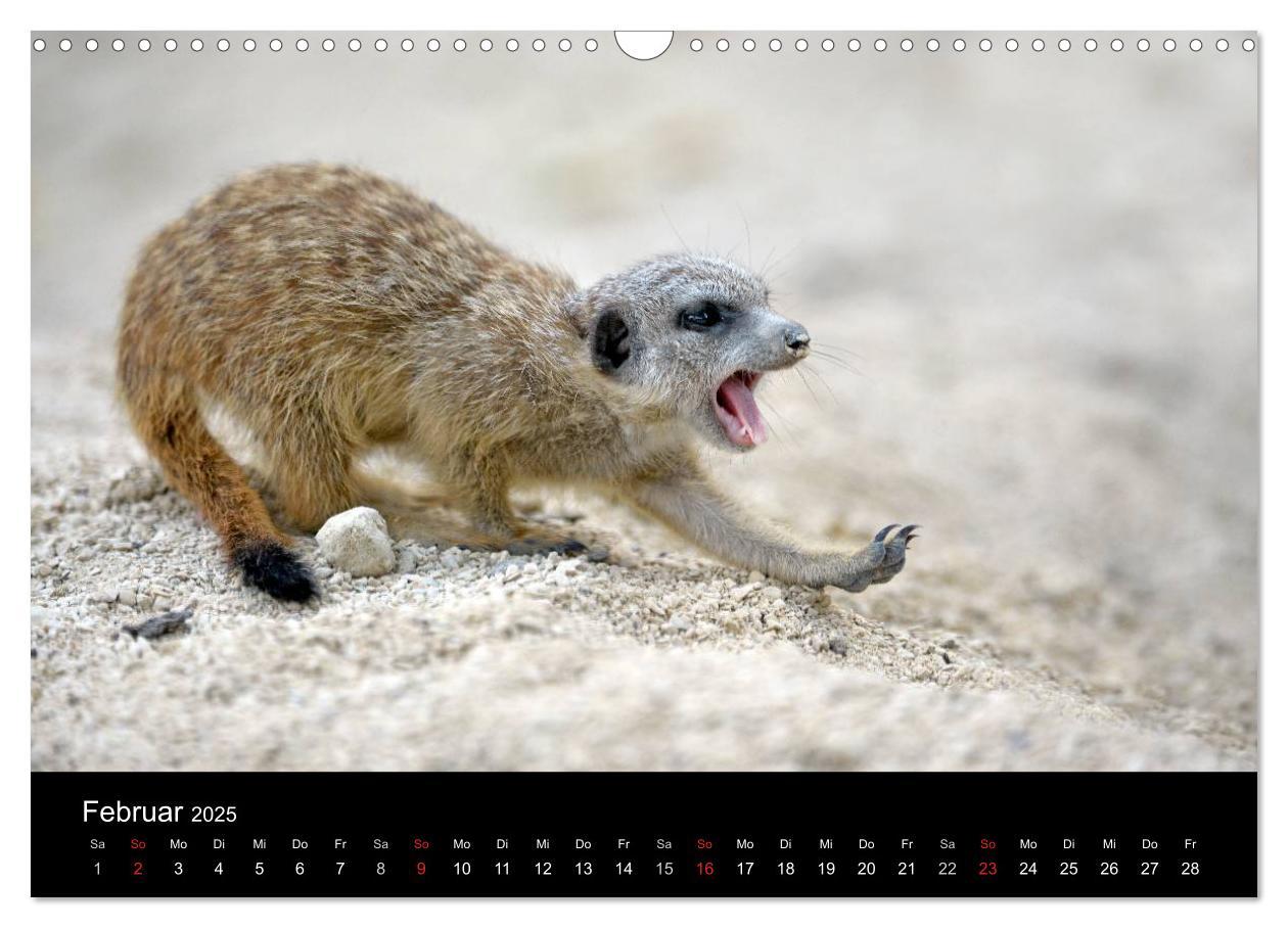 Bild: 9783435782123 | Lustige Erdmännchen (Wandkalender 2025 DIN A3 quer), CALVENDO...