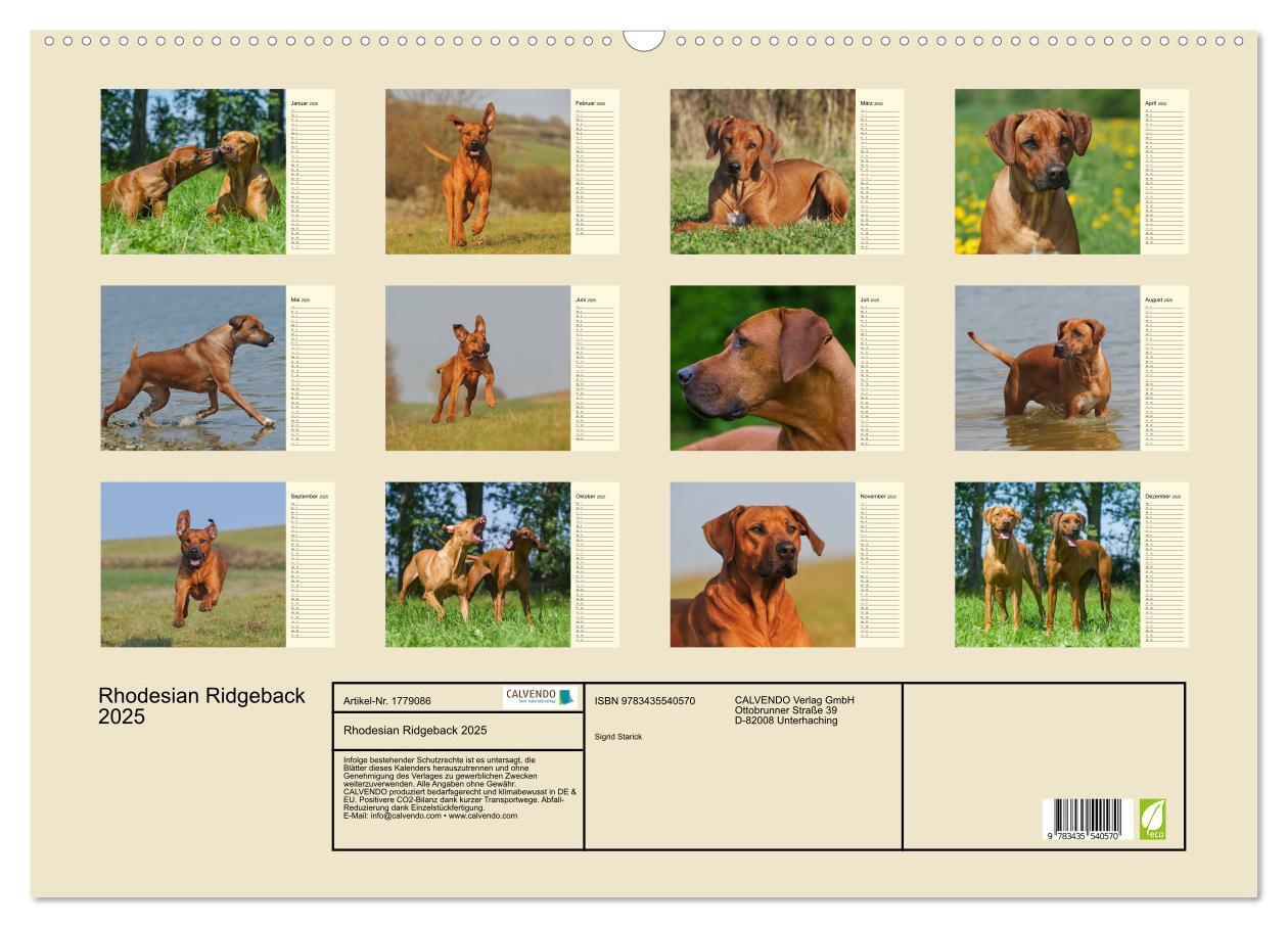 Bild: 9783435540570 | Rhodesian Ridgeback 2025 (Wandkalender 2025 DIN A2 quer), CALVENDO...