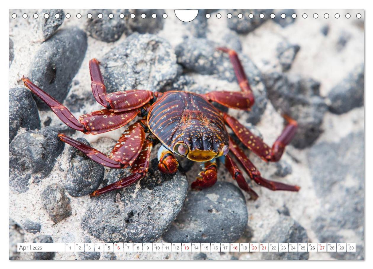 Bild: 9783435630684 | Galapagos. Verzauberte Inseln (Wandkalender 2025 DIN A4 quer),...