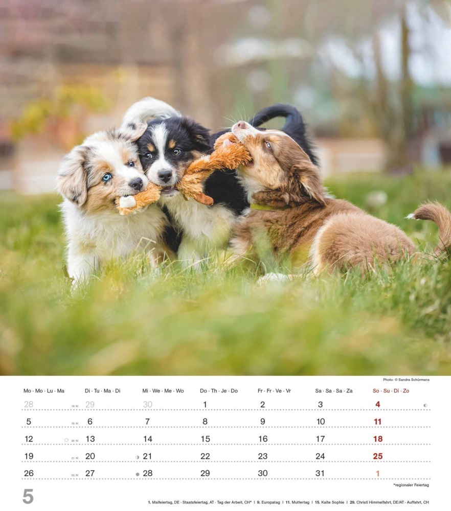 Bild: 4251732344405 | Alpha Edition - Niedliche Hundekinder 2025 Bildkalender, 30x40cm,...