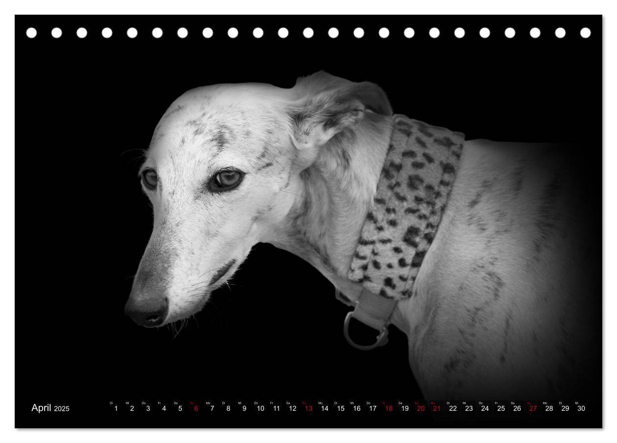 Bild: 9783383824036 | Galgo Español - der spanische Windhund 2025 (Tischkalender 2025 DIN...