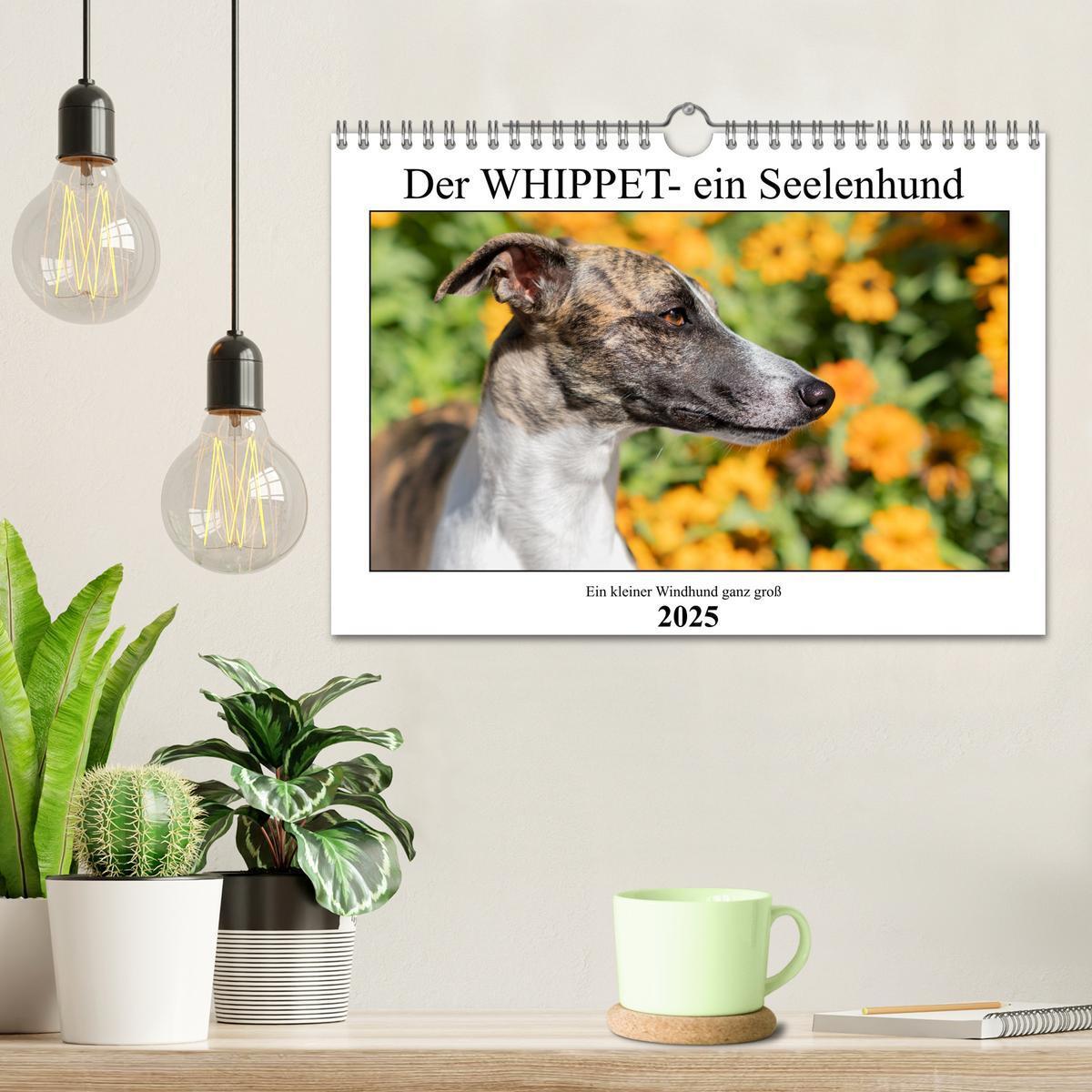 Bild: 9783383941917 | Der Whippet - ein Seelenhund (Wandkalender 2025 DIN A4 quer),...