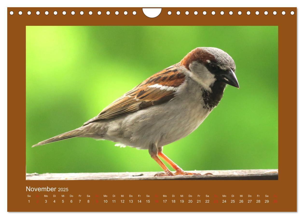 Bild: 9783435206049 | Vogelporträts - Heimische Vögel auf meinem Balkon (Wandkalender...